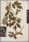 Foto von Salix caprea L.